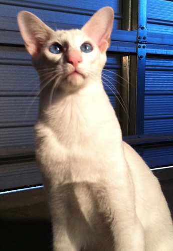 nzraerae's profile picture. Likes cooking, cats, chocolate and chips