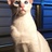 nzraerae's profile image