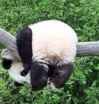 중국어 봇 입니다 / 봇주가 아직 중국어가 미숙해서 잘 모릅니다 / 수동으로 트윗을 작성합니다 / 질문 멘션으로 받습니다 (답장 매우 느림주의) /관리계정 @DANIEL_LEEDH @kkk920307