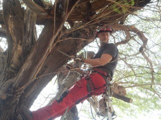 #aruba, bomen snoeien, palmen, bomen kappen, hoogwerker, klimmen, natuur, advies, tuin, groen