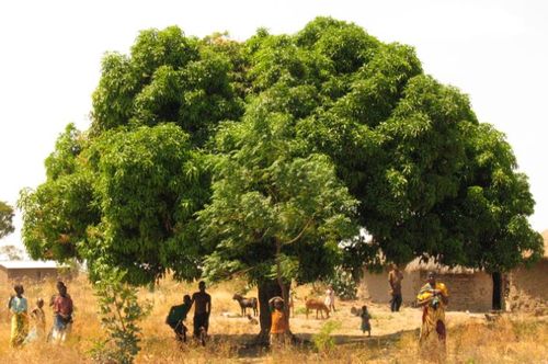 AfricaBiofuel's profile picture. 