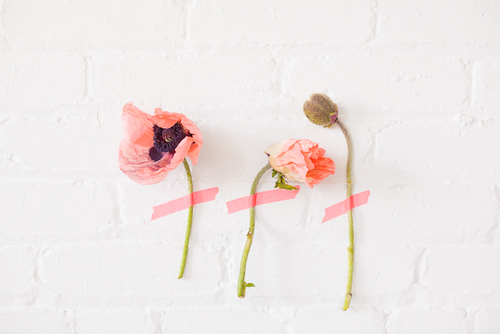 patchoulidesign's profile picture. Florist, Patchouli Design. Lover of all things beautiful.