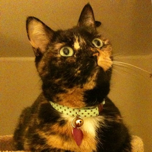 mmestrauss's profile picture. 