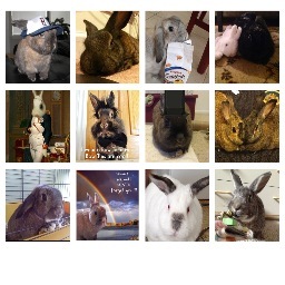 #DGB Distinguished Gentle Bun's. For the mature boy bunnies out there (4 years & better) to guide the younger boy bunnies in chivalry. Apply for membership now!