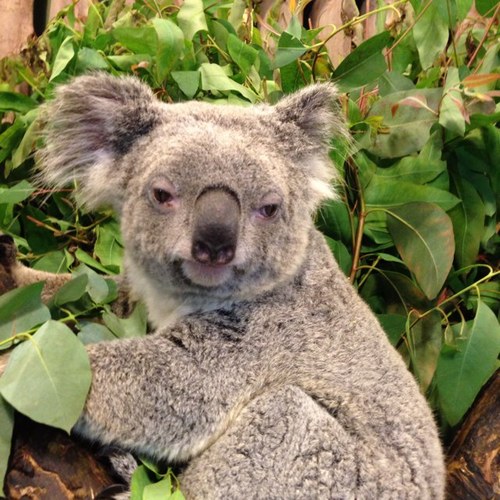 gudu777's profile picture. 