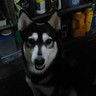 skylark4831's profile picture. former race car driver, and auto mechanic #Resister #Bluewave