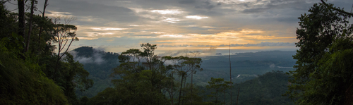 PanaceaDoc's profile picture. A documentary about mankind's medicinal relationship with the rainforest, and the importance of preserving biodiversity.