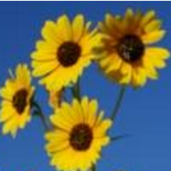 ikansasi's profile picture. @What_DAY_isiT @iLiFEi iS BEAUTiFUL EVERYDAY @iMONDAYi @iTUESDAYi @iWEDNESDAYi @iTHURSDAYi @iFRiDAYi @iSATURDAYi @iSUNDAYi @iFAMiLYi @iFRiENDSi @iSUNSHiNEi #k2