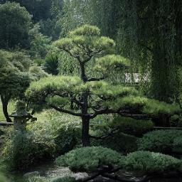 SoyElArbol's profile picture. De lo mucho que se, te podrias sorprender... Eterno espiritú del Bosque.