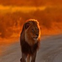 Nathan Stines - @cadendiesel - Twitter