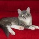 Tracy Arledge - @kittypaws40 - Twitter