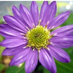 茶道、古裂細工、登山・・・静と動の世界を楽しんでいます。お花も大好き、庭では茶花を育てています。茶室には自庭の花を入れています。