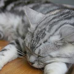 SleepTech_Hyogo's profile picture. 兵庫にて個人勉強会開催中/睡眠/検査技師/PSG/CPAP/titration/MSLT/MWT/SAS/RBD/PLMD/Narcolepsy/Sleep/Snore/DSPS/