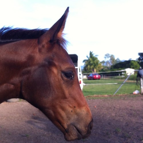 elzedar's profile picture. 