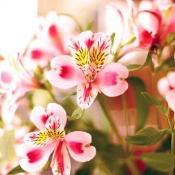 poppic1's profile picture. проект Я Доброволец Удмуртия