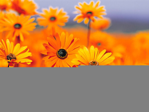 englishtutor201's profile picture. 