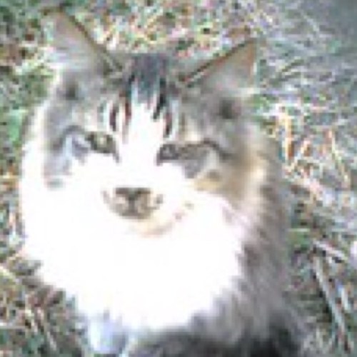 NoGood_slashdot's profile picture.