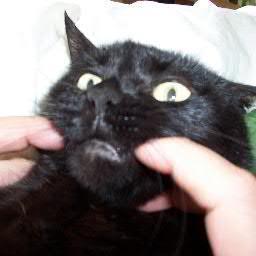 Hungry. Bitter. Loud. Clawy. Feline. Rageful. Loving. All at the same time. I'm the one Taylor Swift sings about. All of us with wings.