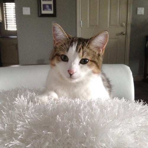 Mollywillow123's profile picture. 