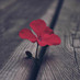 - л̴.κ.ω ..♥ (@copsab) Twitter profile photo - л̴.κ.ω ..♥ (@copsab) Twitter profile photo