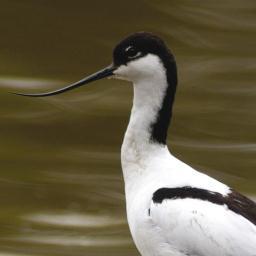 DevonRG's profile picture. A virtual Group supporting ringing in your historic County for @__COO. Conserving species and their habitat through scientific study.