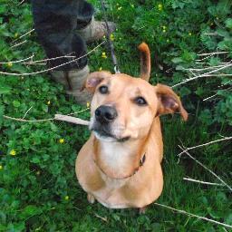 Nailsworth - Woodchester- Inchbrook
Dog Walker - Dog Sitter - Holiday Pet Care - Holiday Chicken Care - Fully Insured.