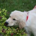 Alan Garrison - @alan_agarrison - Twitter