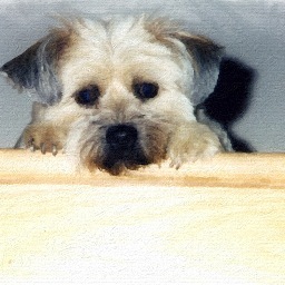 Surferkat's profile picture. 