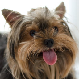 shinobifuku's profile picture. Mac使い（仕事上Winも使いますが）。新幹線で長距離通勤中。おっさんになってから始めた海外旅行に夢中です。年に7回位のペースで出かけてます。比較的長期の休みが取りやすい職場ですが、週末3泊5日でナイアガラやウィーンなどに出かけたりもしました。カメラ(PENTAX K-7)、クルマ、映画も大好き。