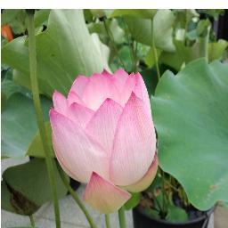 tomonaga toshiyo Profile