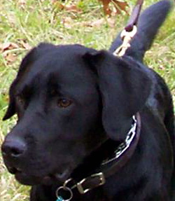 bravedogtales's profile picture. Brave Dog Tales blog is inspired by the old school dog stories and the nostalgia these wonderful tales make me feel.