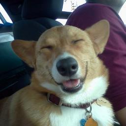 BI0KAZUMA's profile picture. i'm a dog,i'm pro 2A,woof woof.