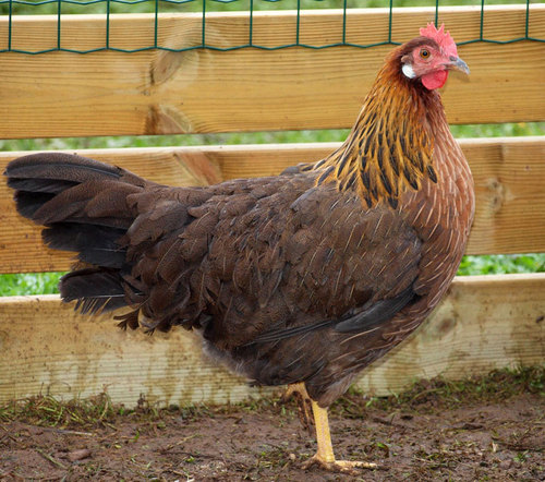 soomepoika123's profile picture. 