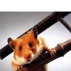 GoldScalper's profile picture. 