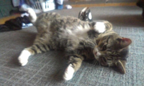 muzicislyfe_'s profile picture. i just want my favorite bands to follow me 3