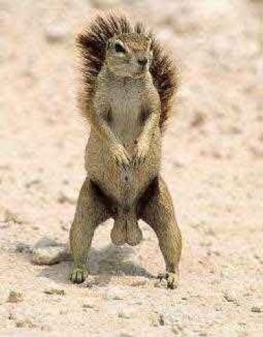 Packin nuts and nailing sluts
GV squirrel