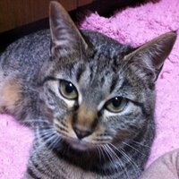 まこはる (@matsuno910) Twitter profile photo