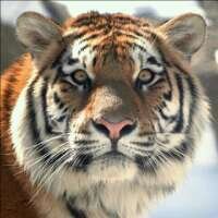 sharan kumar (@uniquebikings) 's Twitter Profile