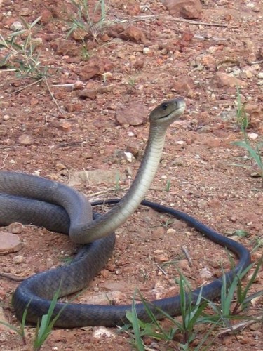 Black Mamba