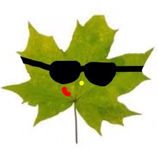 Hi mensjes, volg me, k ben uniek. Want over het algemeen hebben blaadjes GEEN Twitter of insta, denk nooit:wat heb ik een kut leven je kon ook een blaadje zijn