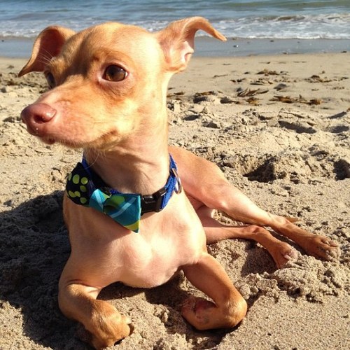TunaTheDogg's profile picture. The one and only Tunaa!