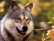 antonioguido58's profile picture. 