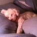 SouthernSouls Rescue (@southernsouls8) Twitter profile photo