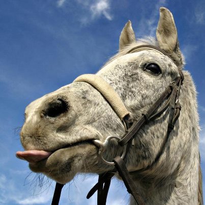 Horsesloveyouxx's profile picture. My Horse, My proud, My everthing!
ik doe alles voor me paardje! Love my followers! volg! voor SUPER LEUKE TWEETS EN FOTO'S xx