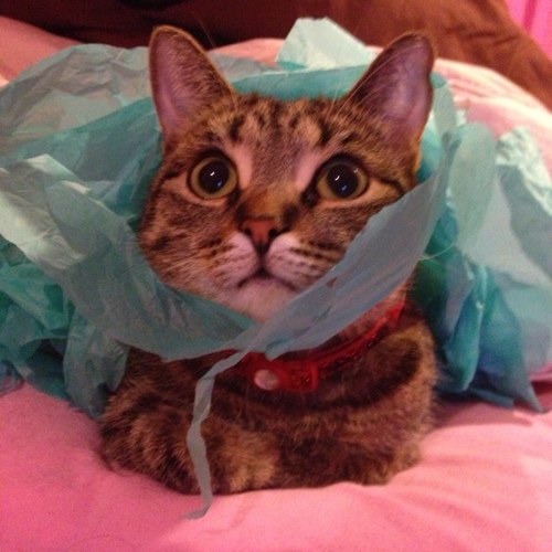 stuffonmacat's profile picture. Page dedicated to Stuff on my two Cats. ~ORIGINAL~