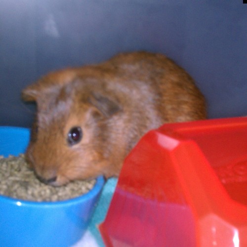 Hey My Name Is Beans I live In Texas Follow me and You can See what I do Every Day