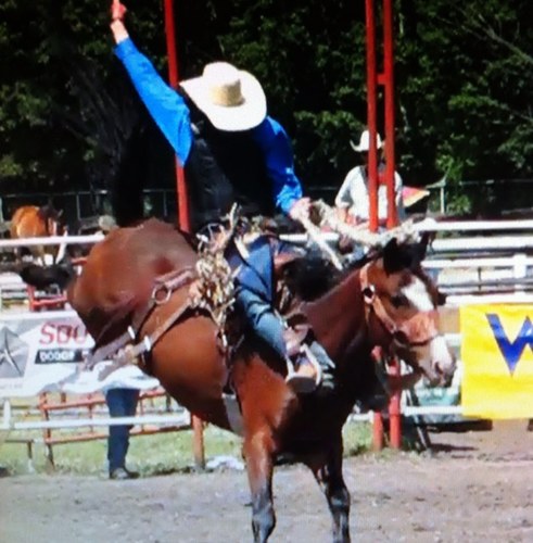 laytongreen1's profile picture. professional saddle bronc rider
