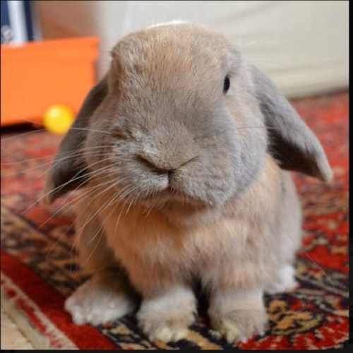 AiboStellaApp's profile picture. 