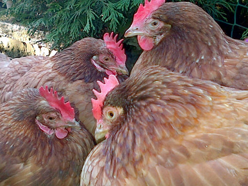 We are 4 gorgeous, ex-battery hens living the high life and tweeting on twitter.