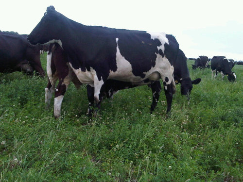 Veterinaria. Especialidad producción lechera